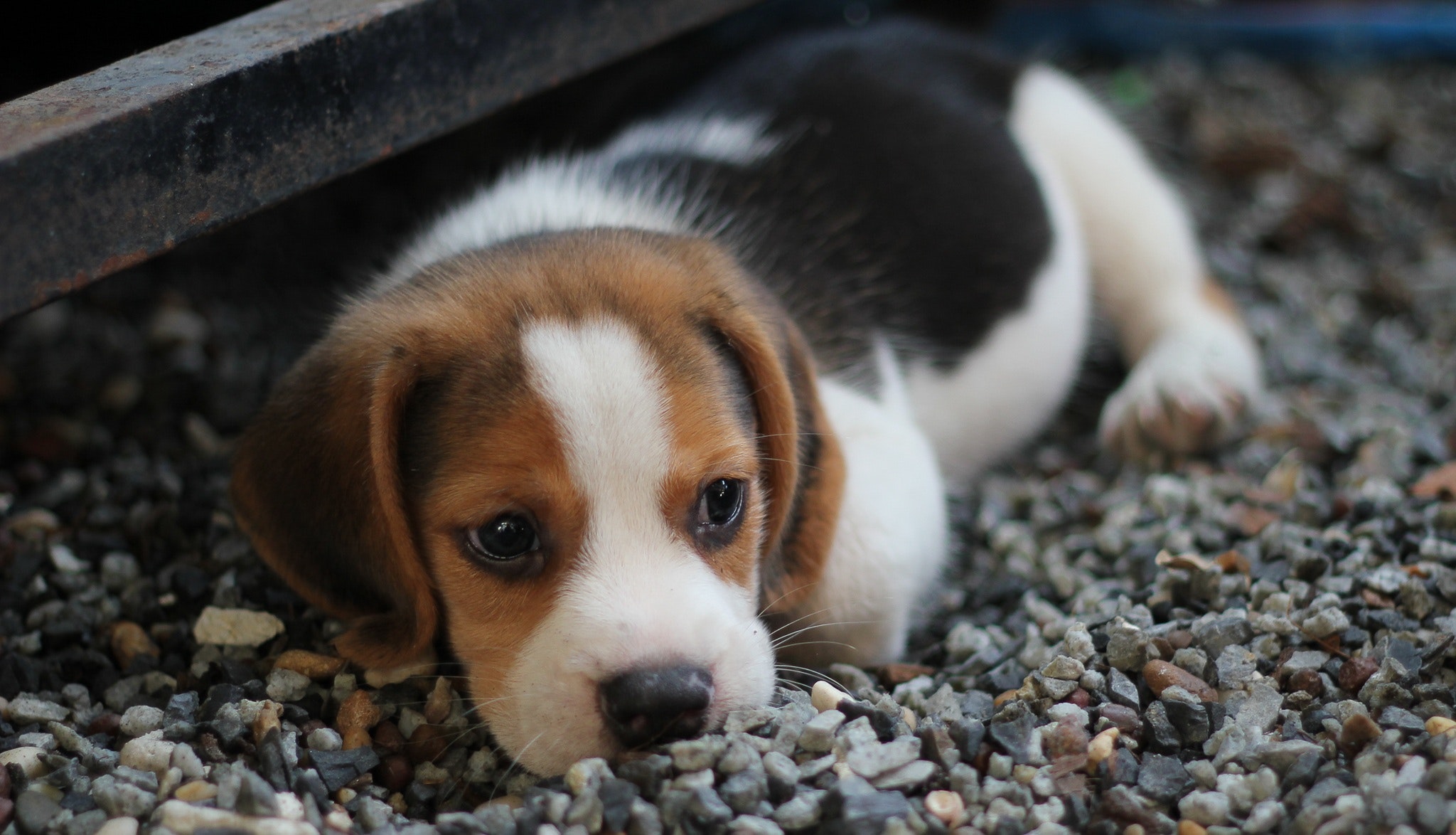 Good boy laying in gravel