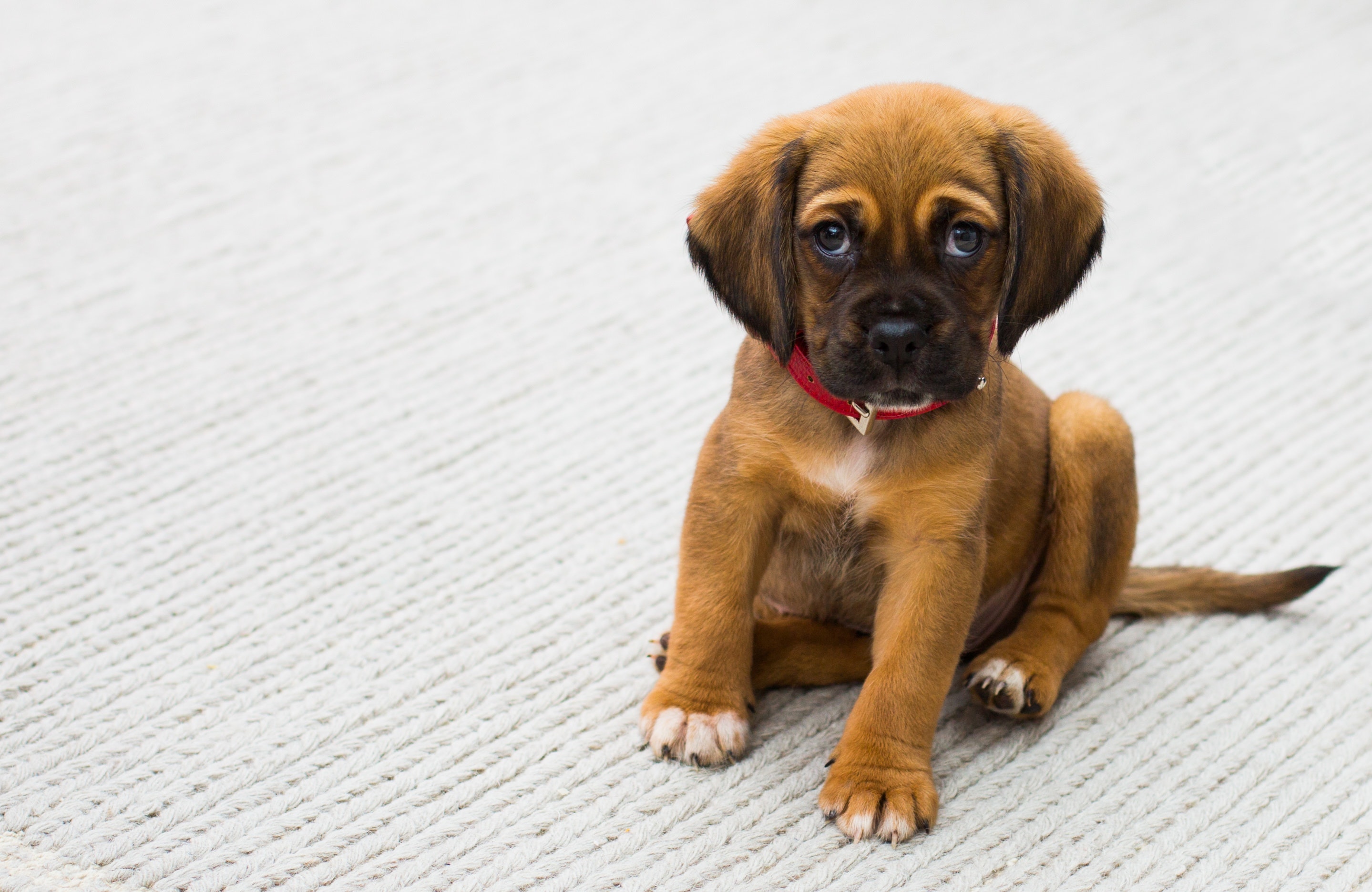 Brown dog sitting on carpet